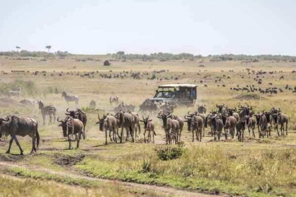 8-Day Masai Mara Wildlife Experience 8-Day Masai Mara Wildlife Experience