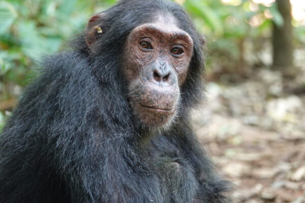 Chimpanzee Tracking Safari