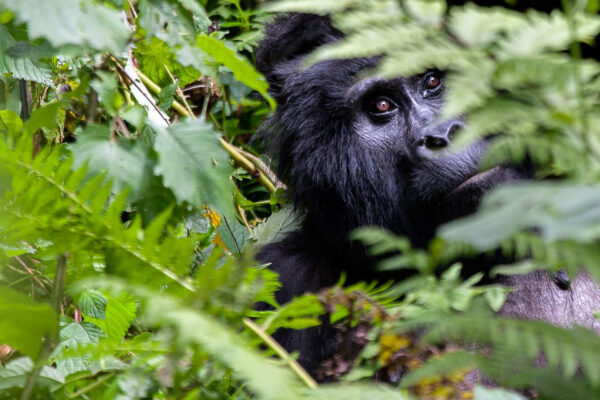 Luxury Rwanda Safari