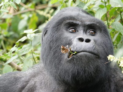 Uganda Gorillas Uganda Gorillas