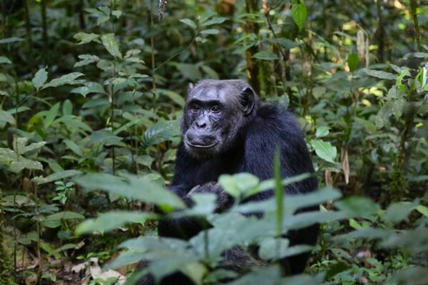 3-Day Nyungwe Safari