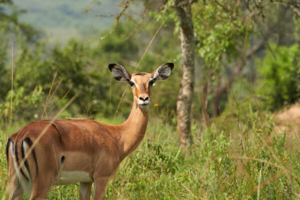 4-Day Burundi Safari