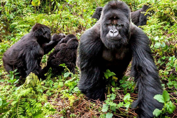 Congo Gorilla Trekking