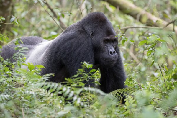 Congo Gorilla Trekking