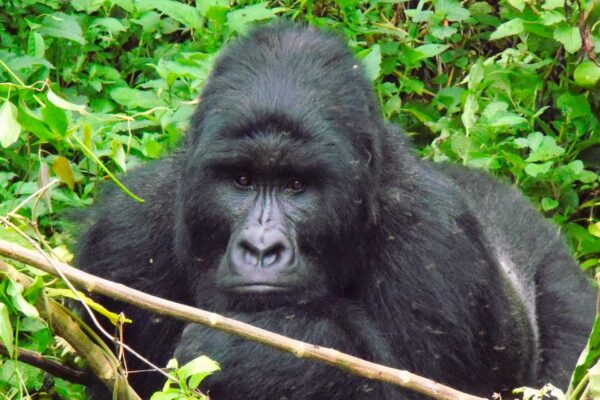 Congo Gorilla Trekking Tours