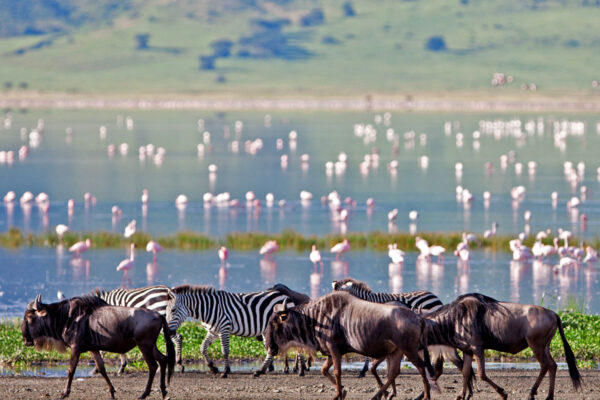 Ngorongoro Animals