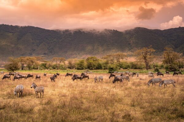 Ngorongoro Conservation Area