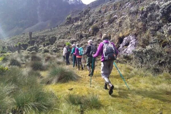 Rwenzori Trekking Safari