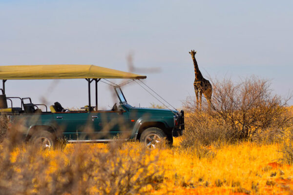 Tanzania Safari and Uganda Gorillas Tanzania Safari and Uganda Gorillas