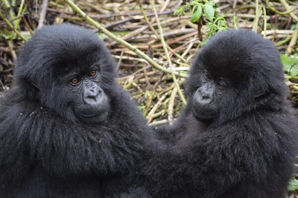 1-Day Gorilla Trekking in Rwanda