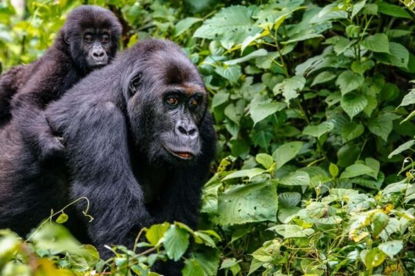 2-Day Rwanda Gorilla Trek Itinerary