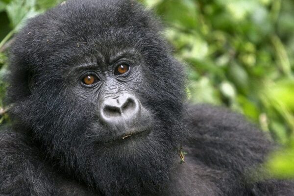 3-Day Gorilla Safari Tour