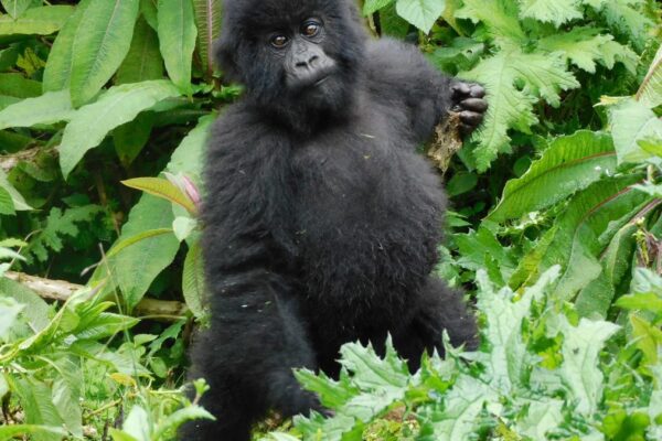 3-Day Gorilla Safari Tour