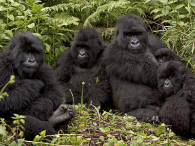 3-Day Gorilla Safari Tour