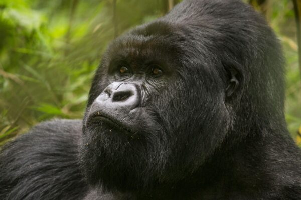 3-Day Gorilla Safari Tour