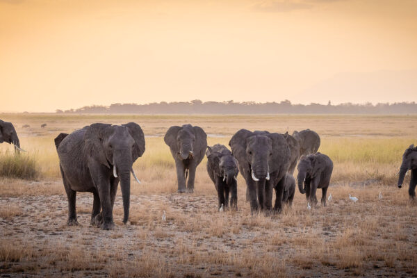Amboseli Elephant Encounters