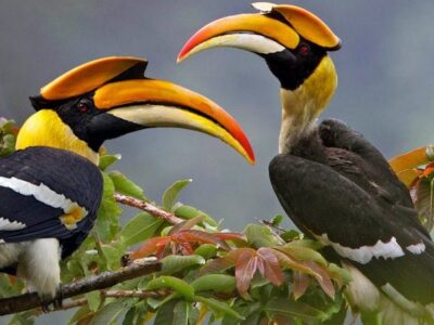 Birds of Uganda Birds of Uganda