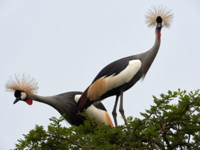 Birds of Uganda Birds of Uganda