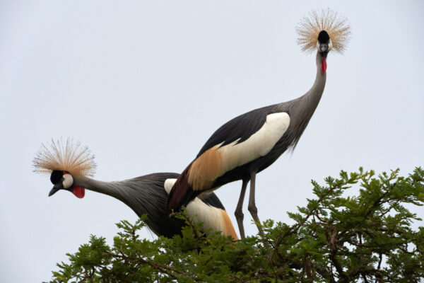 Birds of Uganda Birds of Uganda