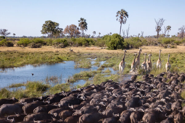 Botswana Safari With Okavango Delta