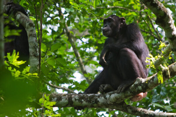 Chimpanzee Trekking in Budongo Chimpanzee Trekking in Budongo