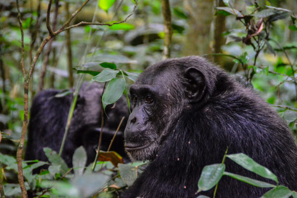 Chimpanzee Trekking in Budongo Chimpanzee Trekking in Budongo