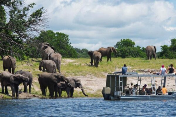 Chobe Riverfront Elephant Spectacle