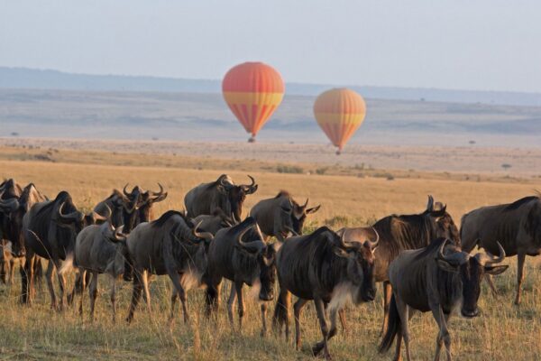 East Africa Safari