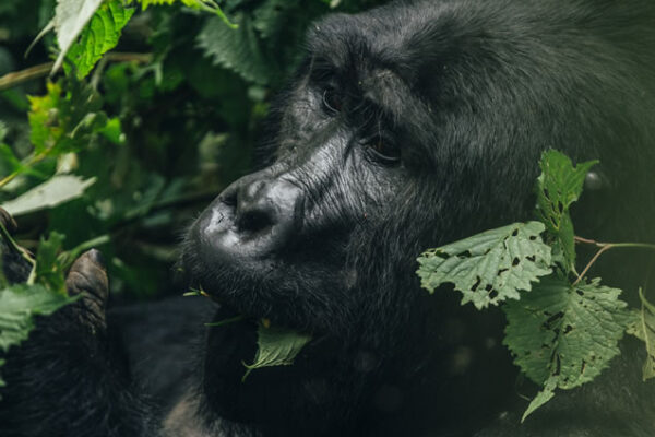 Exclusive Primate & Savannah Luxury Journey