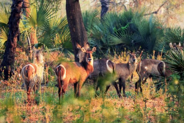Gorongosa Rewilding & Wildlife Discovery
