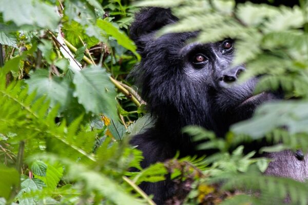 Incredible 3-Day Rwanda Gorilla Trekking