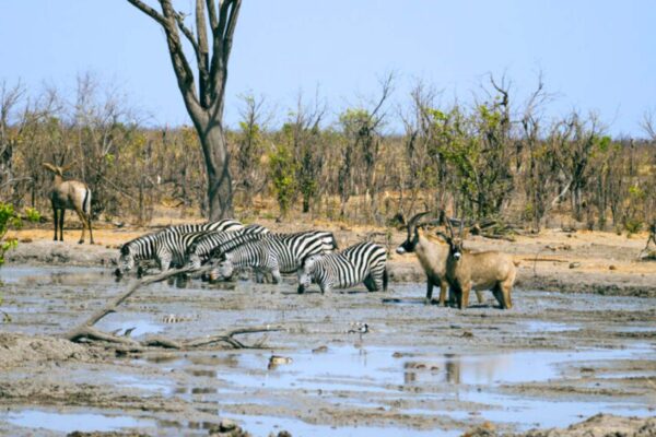 Kazuma Forest Kazuma Forest