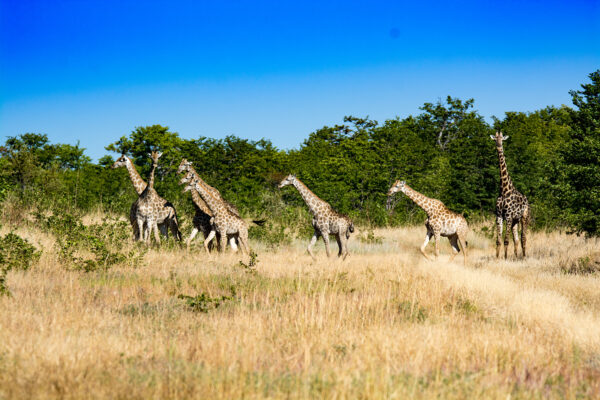 Kazuma Forest Reserve Kazuma Forest Reserve
