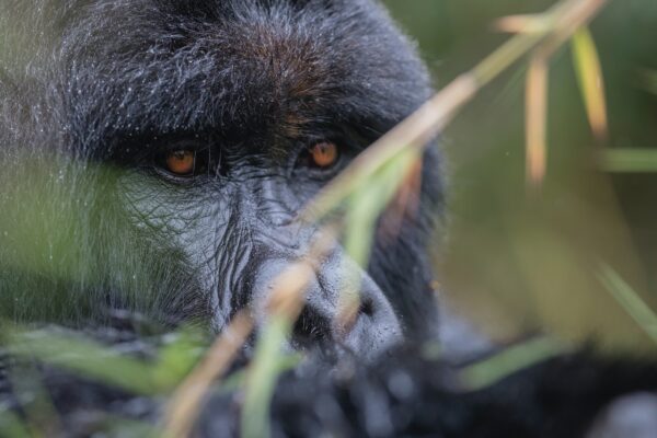 Kevin Hart's Silverback Gorilla Trekking