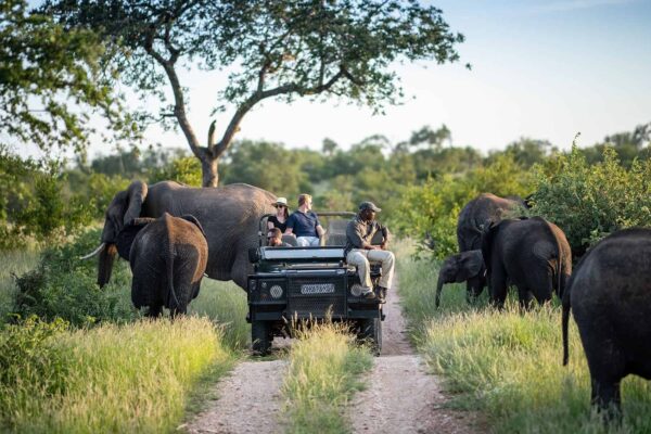 Kruger Safari Adventure