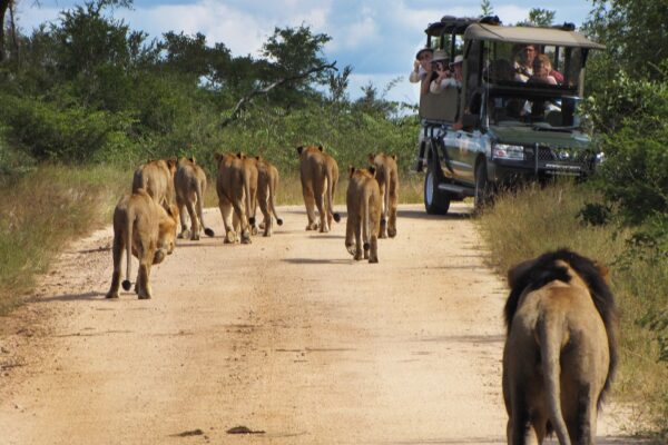 Kruger Safari Adventure