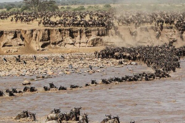 Masai Mara Migration Spectacle
