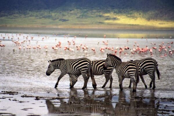 Ngorongoro Crater Wildlife Experience