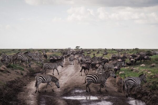 Serengeti Endless Plains Experience