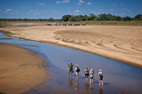 South Luangwa Walking & Tracker Safari