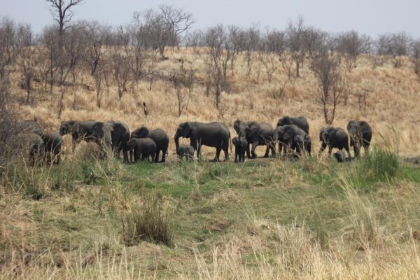 Victoria Falls and Kazuma Forest