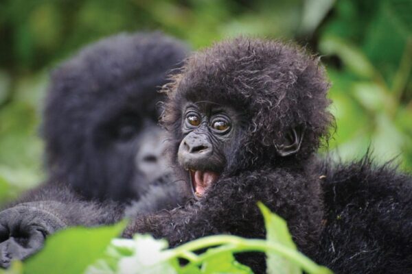 Volcanoes Gorilla Trek—Rwanda