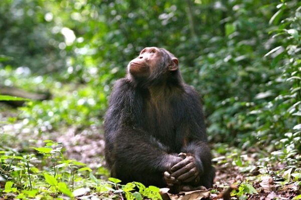 budongo chimpanzee tracking budongo chimpanzee tracking