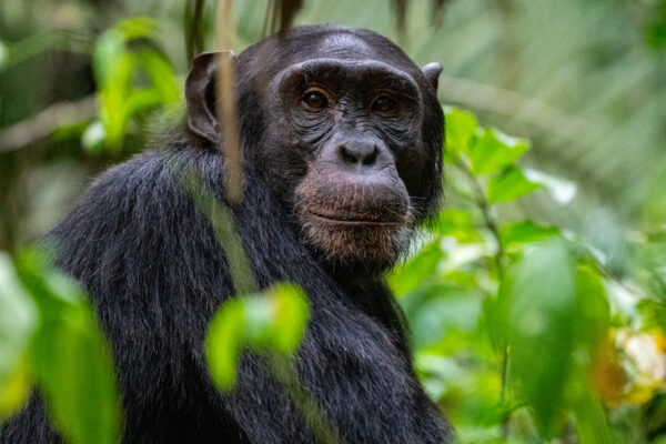 budongo chimpanzee trekking budongo chimpanzee trekking