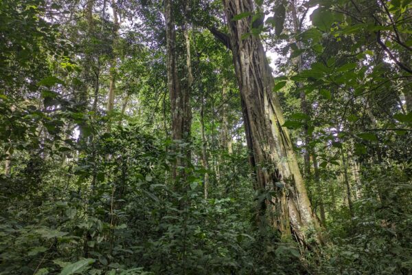 budongo forest budongo forest