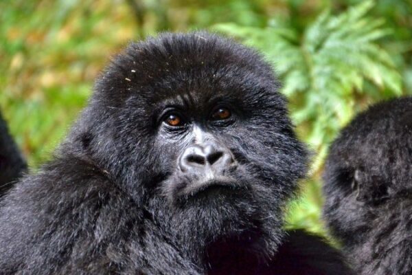 2-Day Budget Gorilla Safari Uganda 2-Day Budget Gorilla Safari Uganda