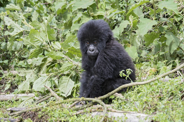 2-Day Uganda Gorilla Trekking Tour