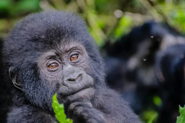 3-Day Budget Gorilla Safari Package 3-Day Budget Gorilla Safari Package