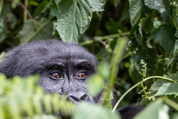 7-Day Uganda Gorillas and Wildlife Tour