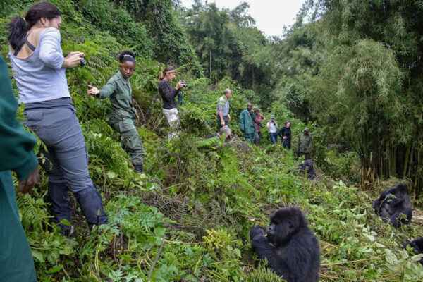 All-Inclusive Rwanda Gorilla Trekking